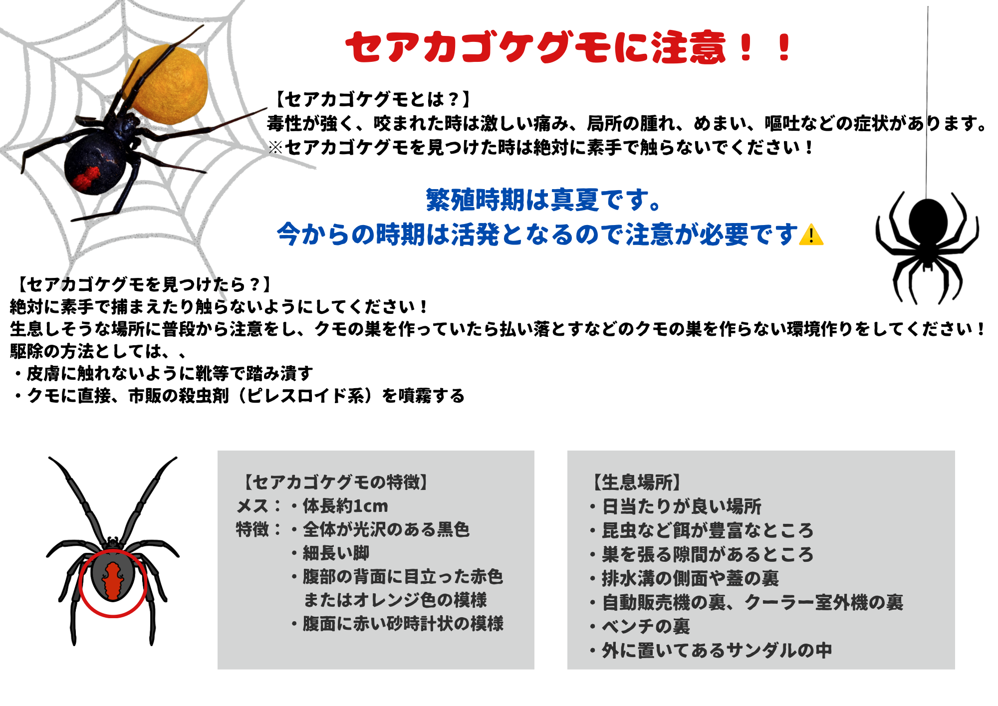 宇部市における「セアカゴケグモ」の確認について _ セアカゴケグモ 殺虫剤 – BWNU